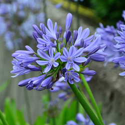 Agapanthus umbellatum Blauw