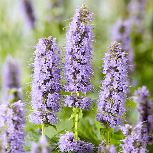 Giant anise hyssop Blue Fortune - Agastache