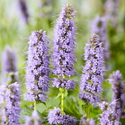 Giant anise hyssop Blue Fortune - Agastache (Six-pack)