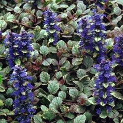 Kruipend zenegroen Burgundy Glow - Ajuga
