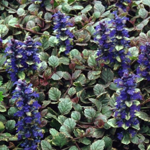 Kruipend zenegroen Burgundy Glow - Ajuga