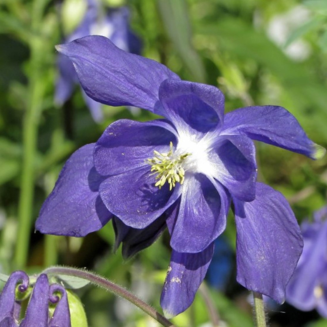 Buy Aquilegia Alpina online at Gardencentre Koeman