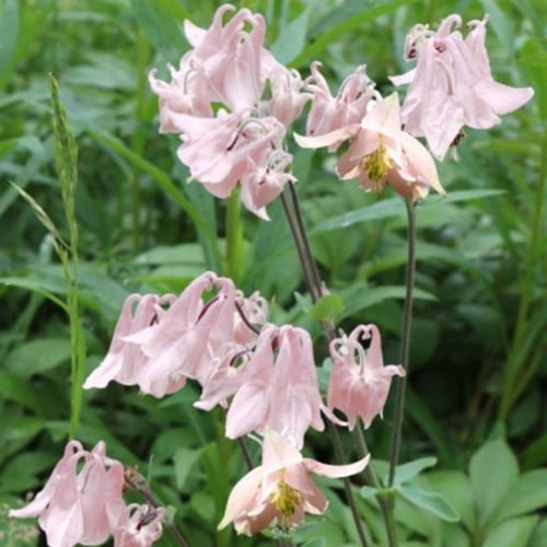 Columbine - Aquilegia Biedermeier pot plant