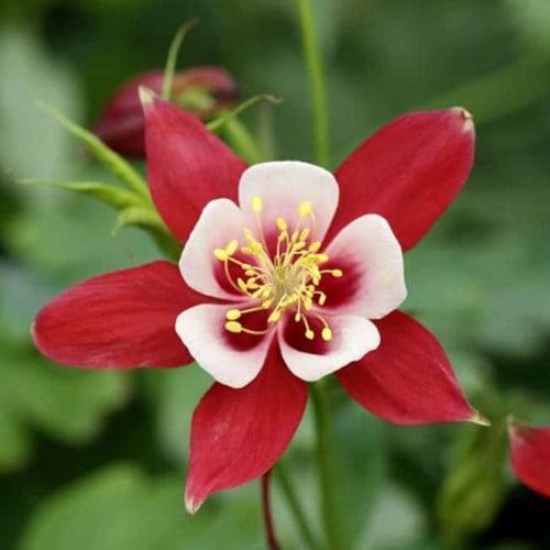 Columbine - Aquilegia Crimson Star pot plant