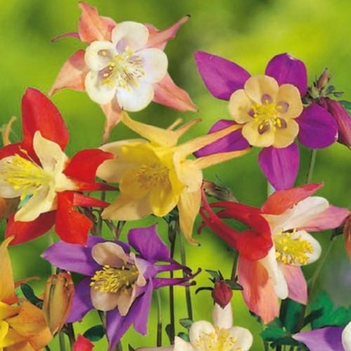 Aquilegia Mix - Granny's bonnet, Columbine