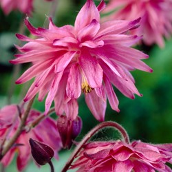 Aquilegia Pink Barlow - Columbine