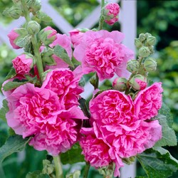 Hollyhock Chater's double pink - Alcea rosea