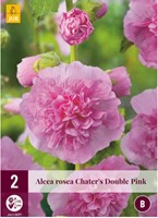 Hollyhock Chater's double pink - Alcea rosea-2