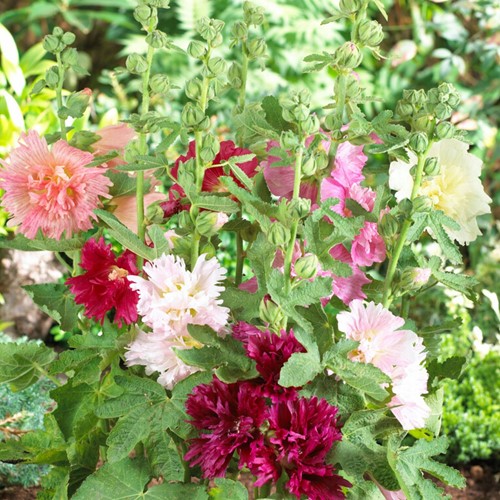 Alcea Rosea Mix - Hollyhock