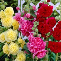 Stokroos Mix - Alcea rosea (Sixpack)