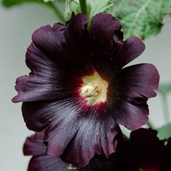 Alcea rosea Nigra - Hollyhock