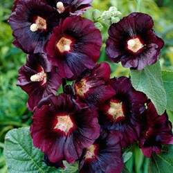 Alcea rosea Nigra - Stokroos