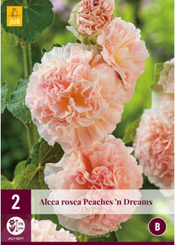 Alcea rosea Peaches 'n Dreams - Stokroos-2