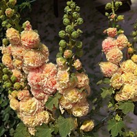 Alcea rosea Peaches 'n Dreams - Stokroos