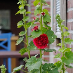 Alcea Rosea Red - Hollyhock