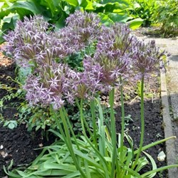 Allium albopilosum Christophii - Sierui
