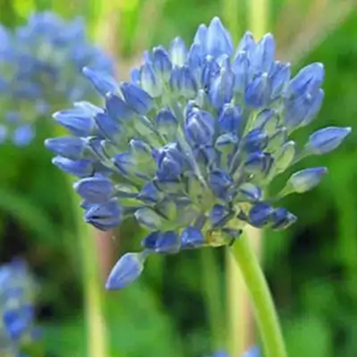 Allium Caeruleum - Sierui