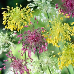 Alliums Mix - Sierui