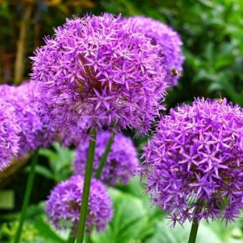 Allium Giganteum - Giant Ornamental Onion