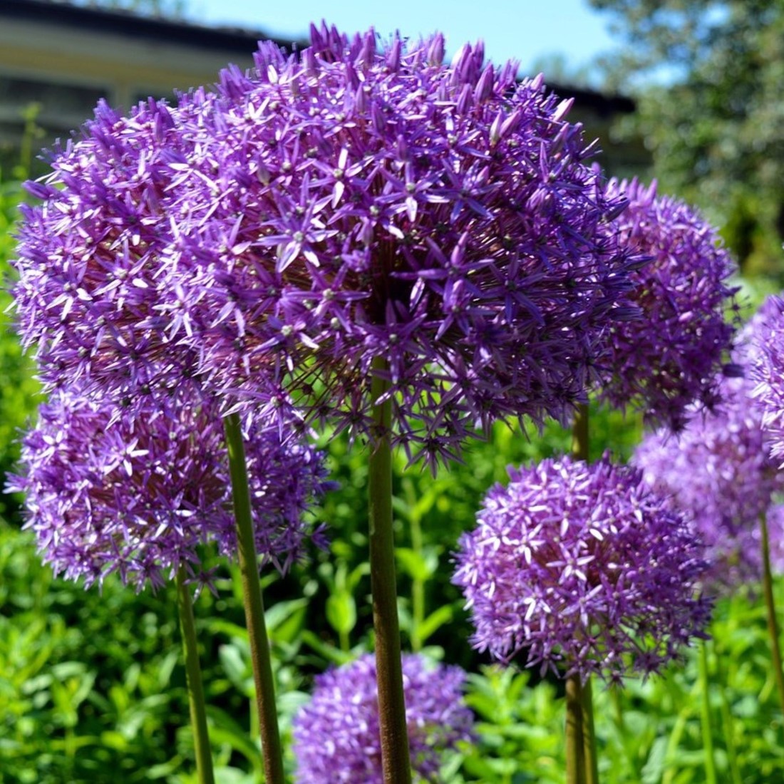 Allium Millenium Ornamental Onion