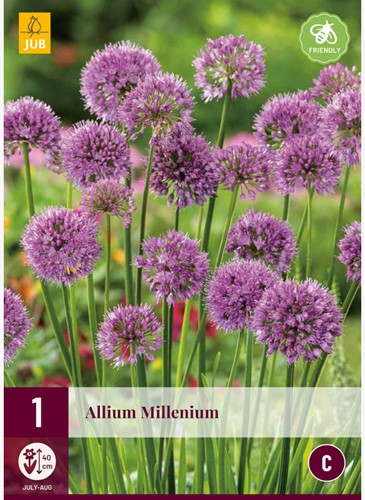 Allium Millenium - Ornamental Onion
