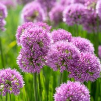 Allium Millenium - Sierui