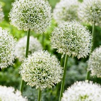 Allium Mont Blanc Sierui