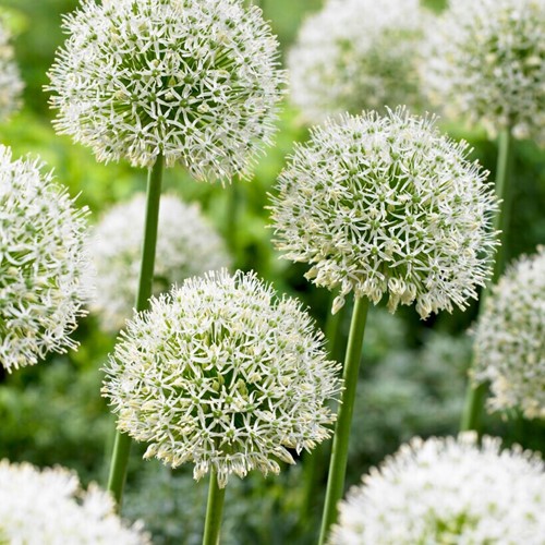 Allium Mont Blanc Sierui