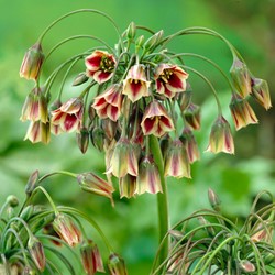 Allium Siculum - Sierui