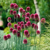 Allium sphaerocephalon Drumstick - Sierui