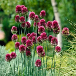 Allium Sphaerocephalon - Drumstick