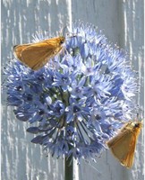 Allium Caeruleum - Sierui-2
