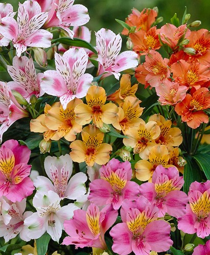 Alstroemeria Mix