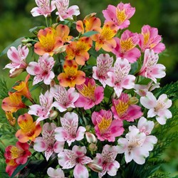 Alstroemeria gemengd - Incalelie mix