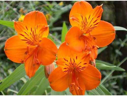 Alstroemeria Orange King