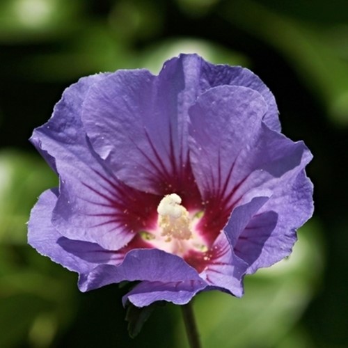 Rose Mallow Oiseau Bleu - Hibiscus