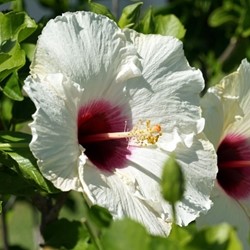 Rose Mallow Red Heart - Hibiscus