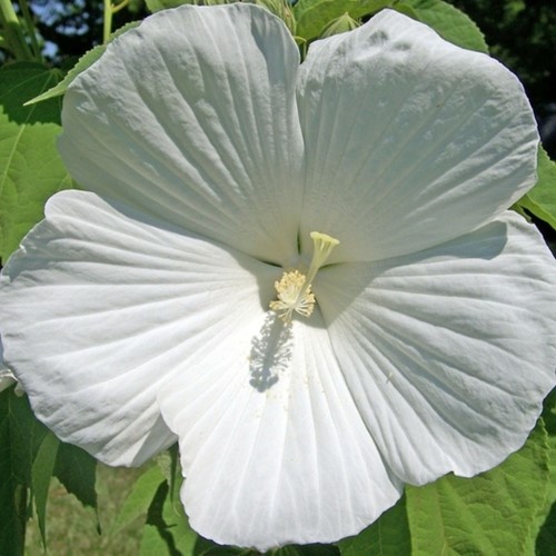 Rose Mallow William R. Smith - Hibiscus