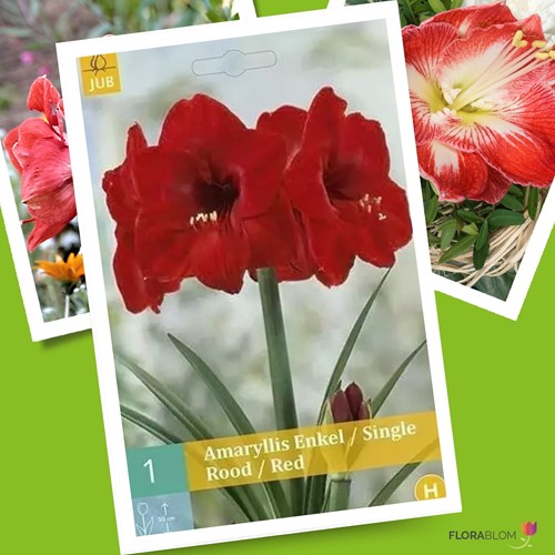 Amaryllis Red - Hippeastrum