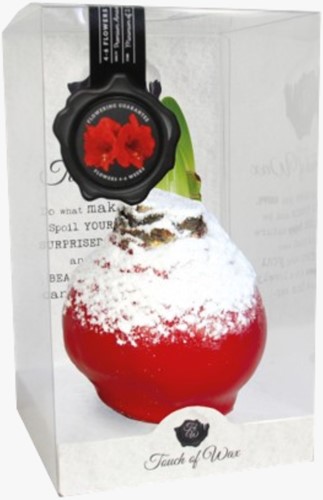 Wax Amaryllis Snow Red (Businessgift)