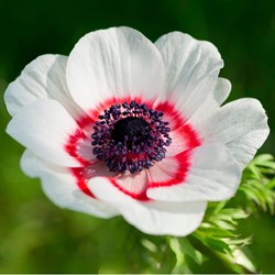 Anemone Bicolor - Anemone coronaria