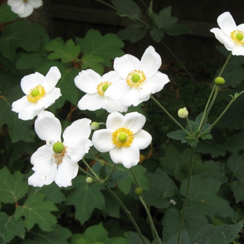 Japanese anemone 'Honorine Jobert' (Anemone) (Six-pack)