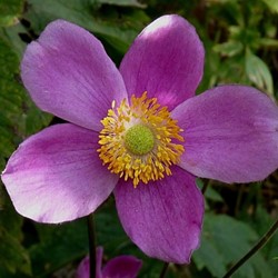 Anemone Splendens - Japanese Anemone