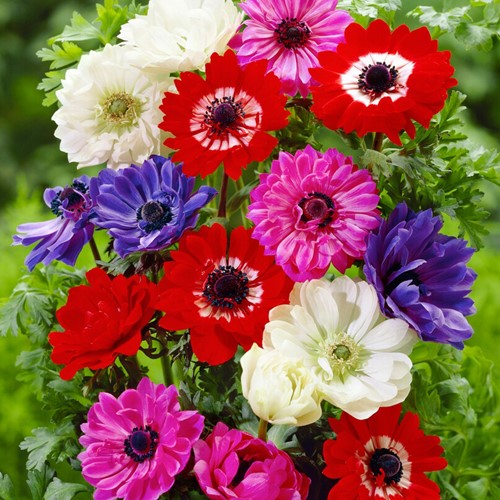 Anemone St. Brigid Mix