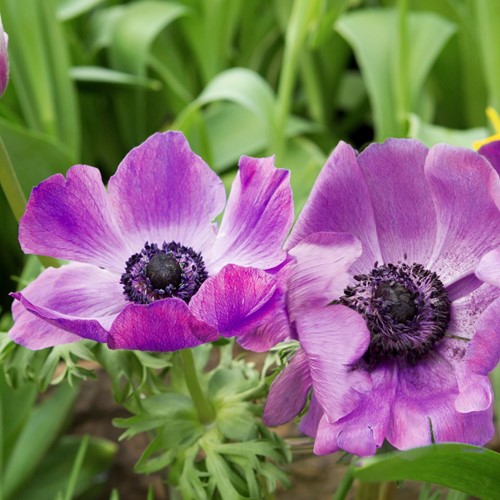 Poppy Anemone Sylphide – Anemone