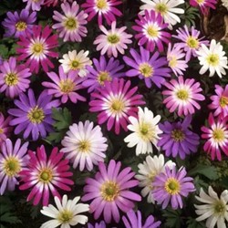 Anemone Blanda Mix