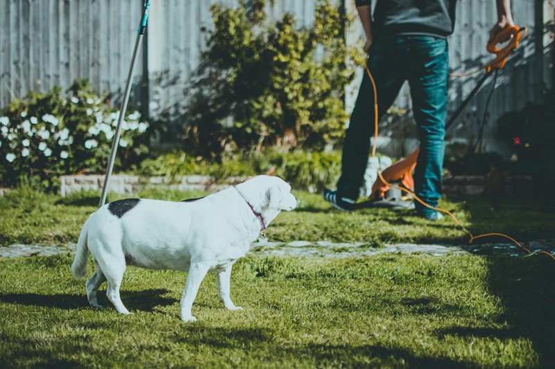 April garden tasks with Modeste Herwig: planting, lawn care and dahlias