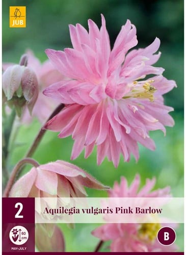Aquilegia Pink Barlow - Columbine