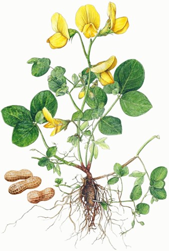 Peanut plant seeds - Arachis hypogaea-2