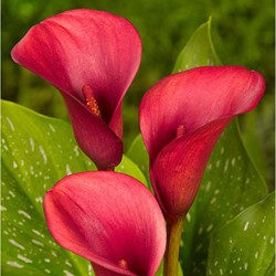 Calla Red - Zantedeschia